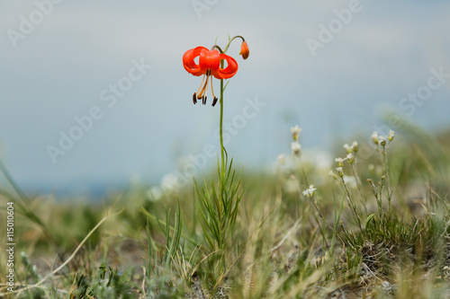 Lilium Martagon, summer 2016
