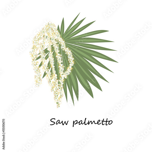 Saw palmetto flower.