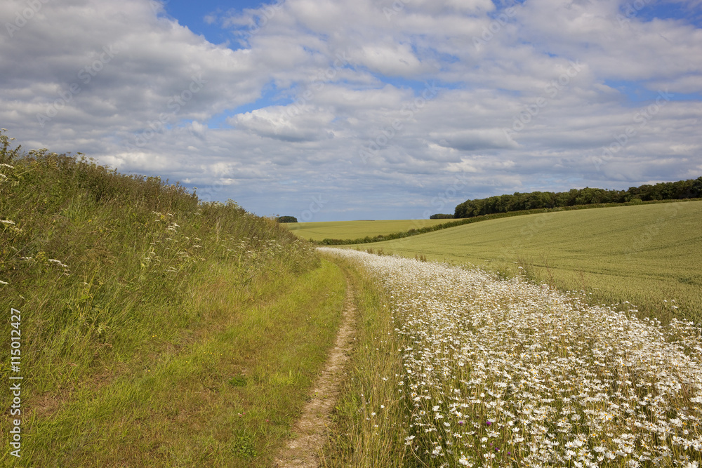 bridleway with wildflowers bridleway with wildflowers