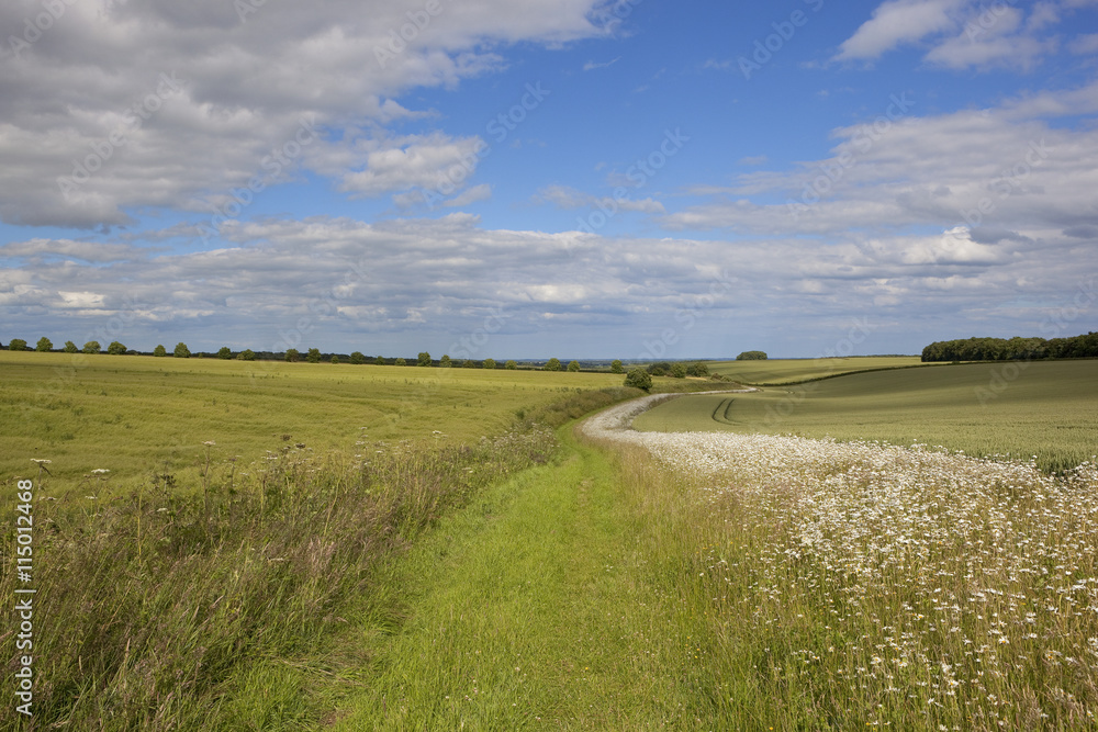 scenic bridleway with wildflowers