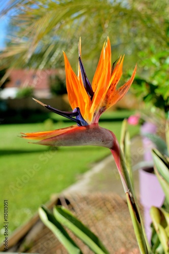 Oiseau du paradis, jolie fleur orange