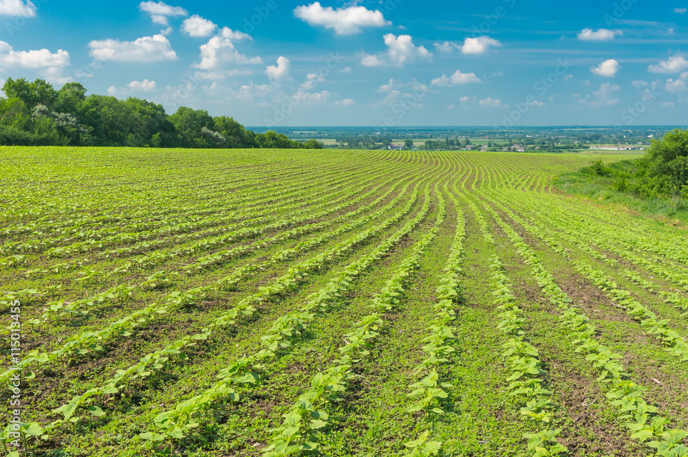 Agricultural field with rows of young sunflowers at summer season in Ukraine Agricultural field with rows of young sunflowers at summer season in Ukraine