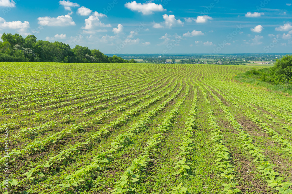 Agricultural field with rows of young sunflowers at summer season in Ukraine