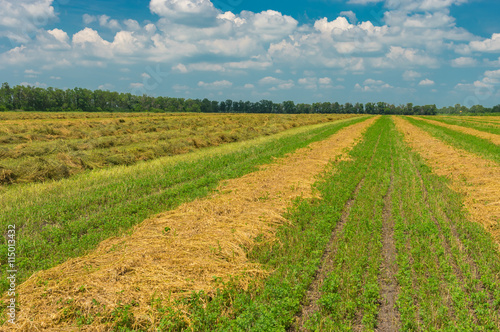 Summer landscape with rows of mowed hay in Ukraine