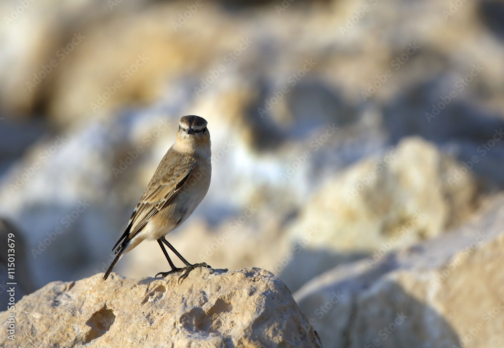 Naklejka premium Isabelline Wheatear on the rock