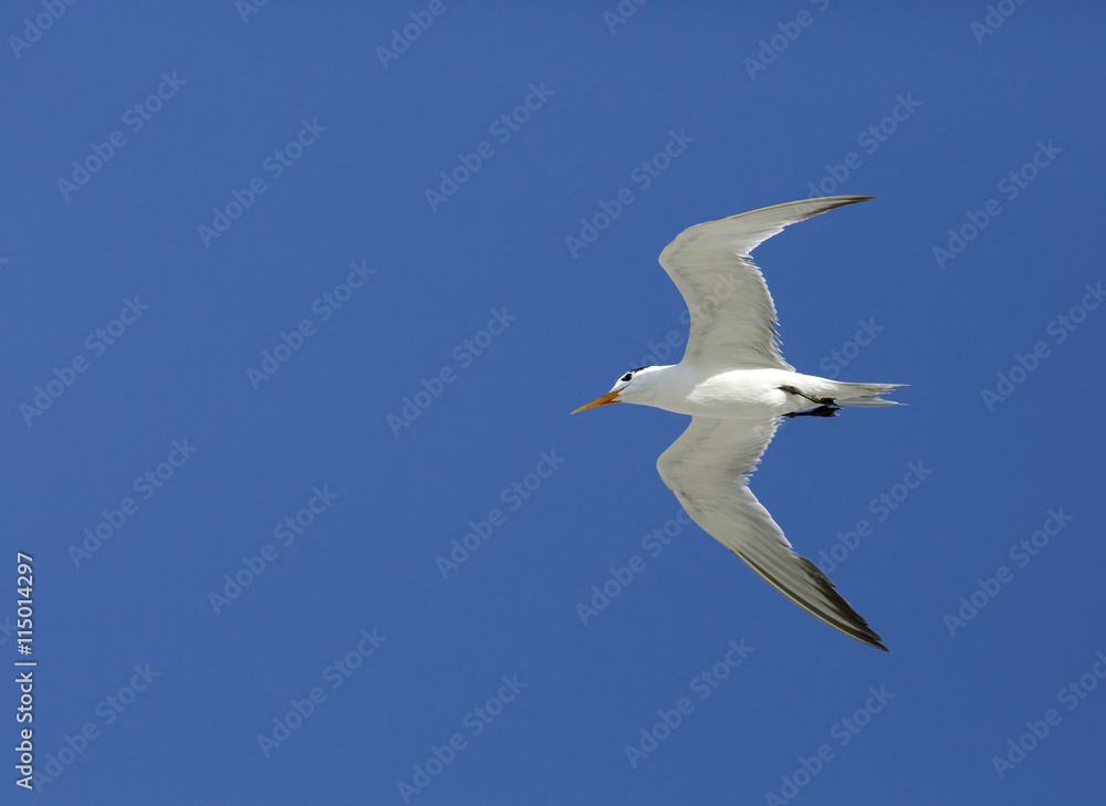Obraz premium Lesser Crested tern in flight