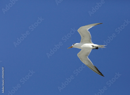 Lesser Crested tern in flight