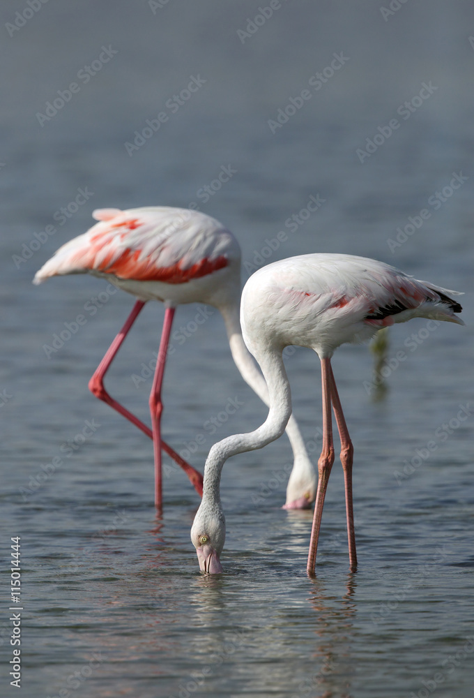 Greater Flamingos feeding in water