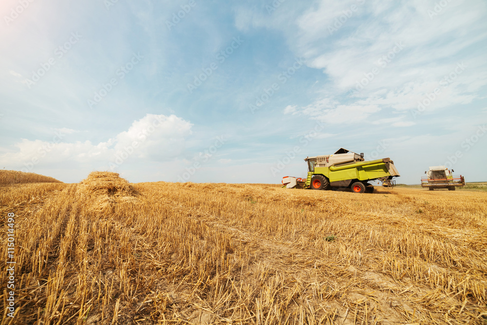 Obraz premium Combine harvester in action on wheat field