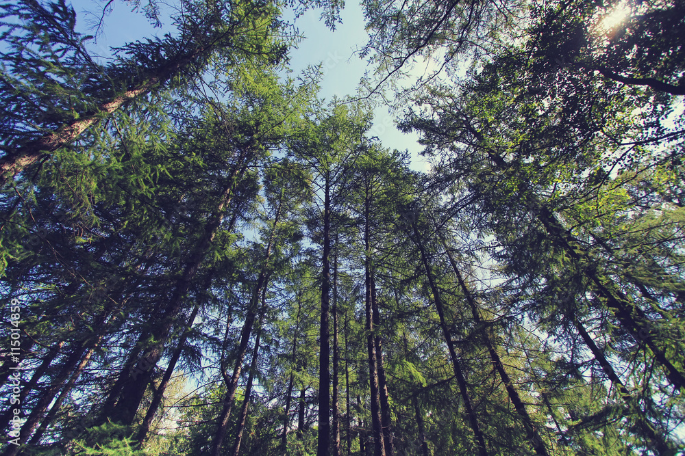 Fototapeta premium pine forest at summer