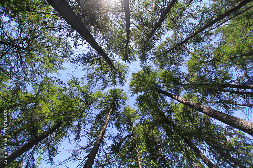 Fototapeta premium pine forest at summer