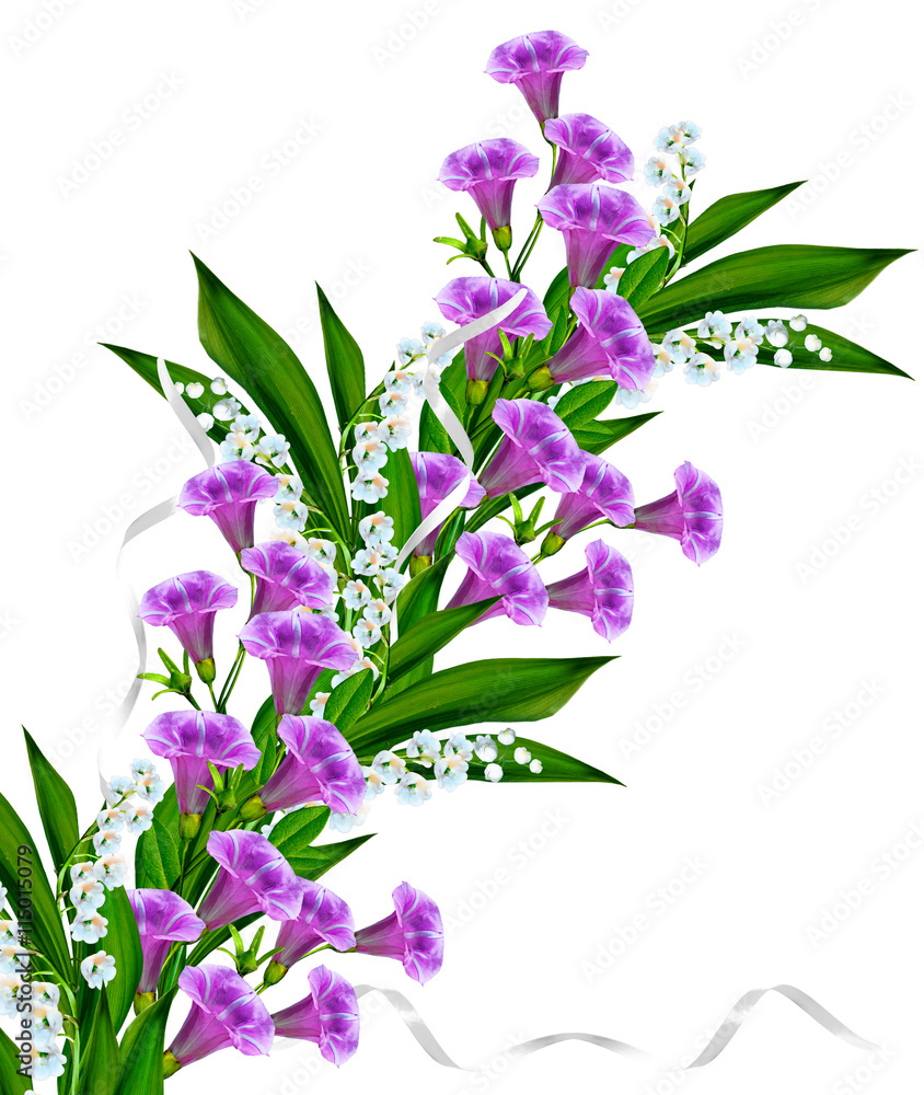 petunia flowers isolated on white background petunia flowers isolated on white background