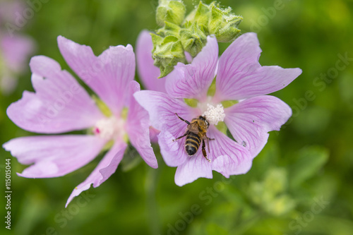 Pink mallow flowers with bee. Close up view of the working bee