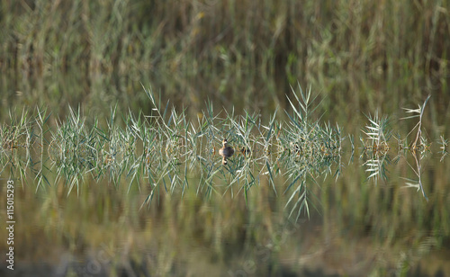 Little Grebe photo