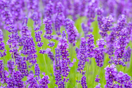 Lavender meadow close up