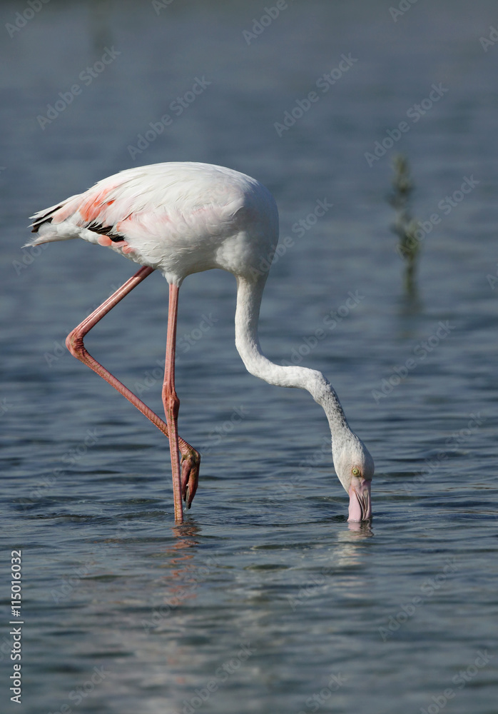 Greater Flamingo feeding