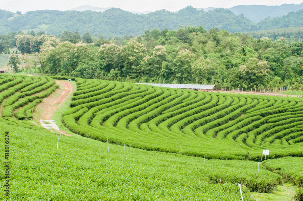 green tea farm