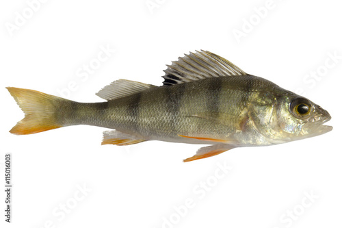 river perch, isolated on white background, striped fry bass