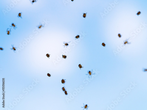 many little spiderlings fly across the sky. Young spiders floating above the ground