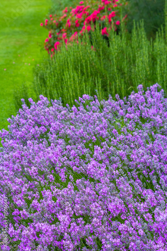 Fototapeta Naklejka Na Ścianę i Meble -  Lavender meadow close up in the garden