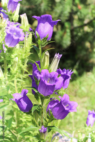 Campanula flowers ia the garden