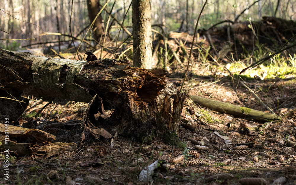 forest forest