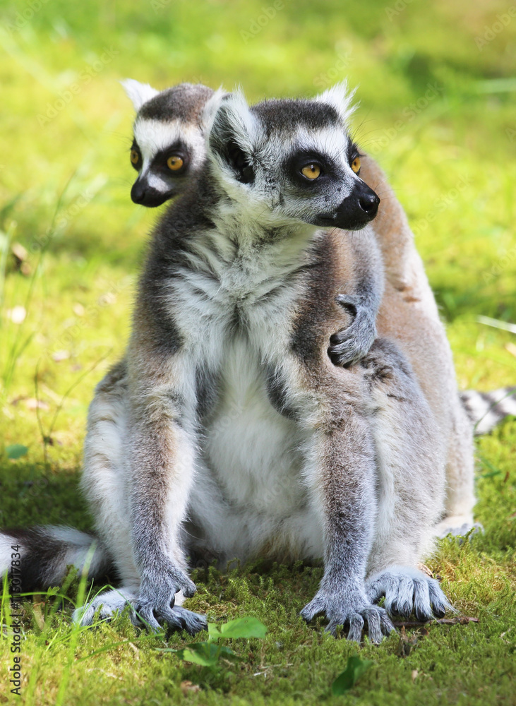 niedlicher Lemur