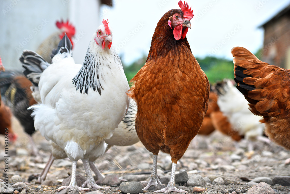 Obraz premium Chickens on traditional free range poultry farm