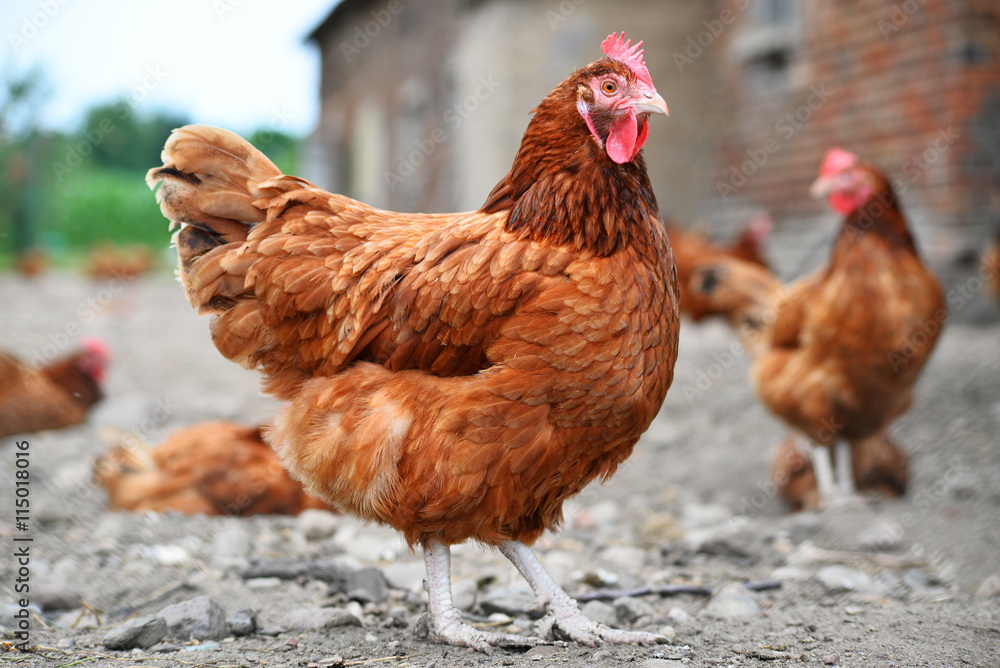 Fototapeta premium Chickens on traditional free range poultry farm