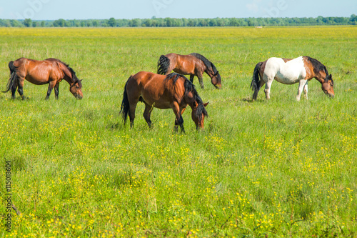  Horses on green field in spring in nature park Lonjsko polje, Croatia 