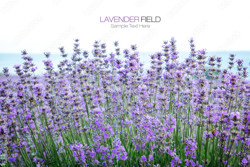 Fototapeta premium Lavender field