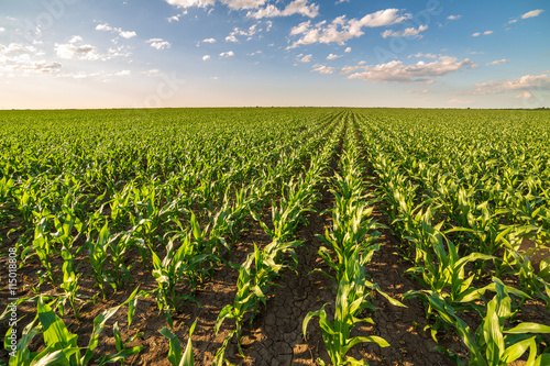 Green corn maize field in early stage