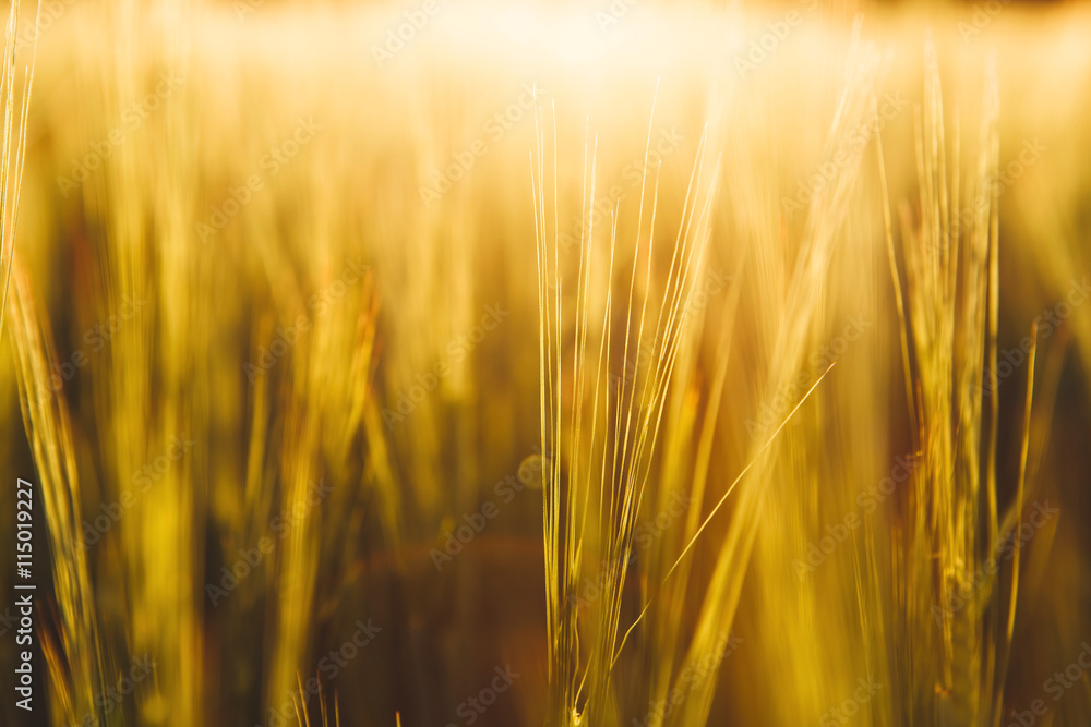 Wheat field. Ears of golden wheat close up. Beautiful Nature Sunset Landscape. Rural Scenery under Shining Sunlight. Background of ripening ears of meadow wheat field. Rich harvest Concept Wheat field. Ears of golden wheat close up. Beautiful Nature Sunset Landscape. Rural Scenery under Shining Sunlight. Background of ripening ears of meadow wheat field. Rich harvest Concept