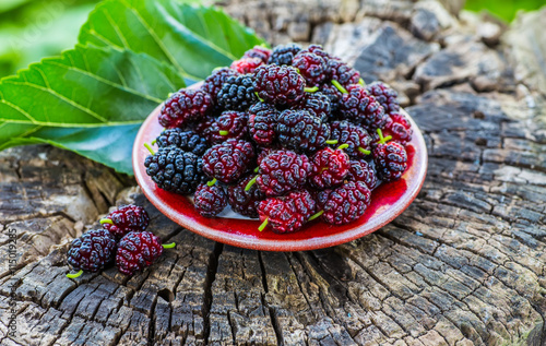 Fresh mulberries in a bowl on a garden background photo