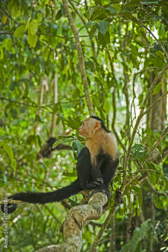 Capuchin monkey photo