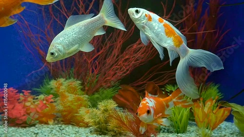 Slow Motion Of Goldfish Swimming In Aquarium