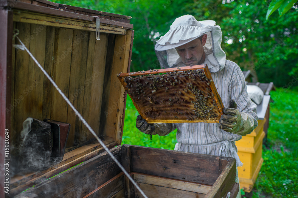Beekeeper is working with bees and beehives on the apiary. Beekeeper is working with bees and beehives on the apiary.