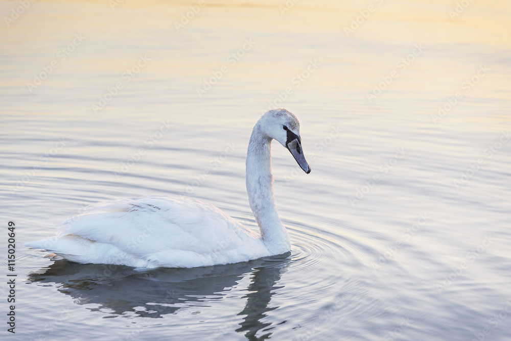 Swan in the sea. Swan in the sea.