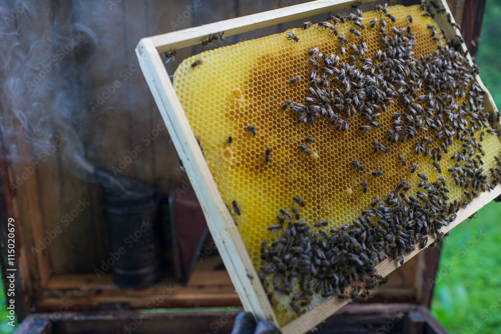 Bee wax honeycomb and smoker. Bee wax honeycomb and smoker.