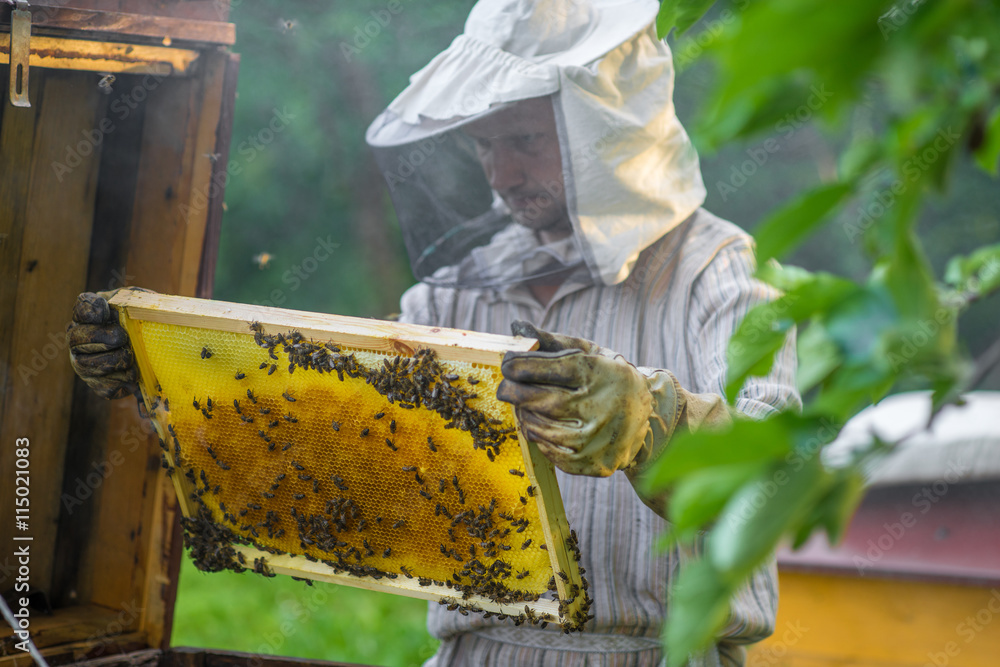 Beekeeper is working with bees and beehives on the apiary.