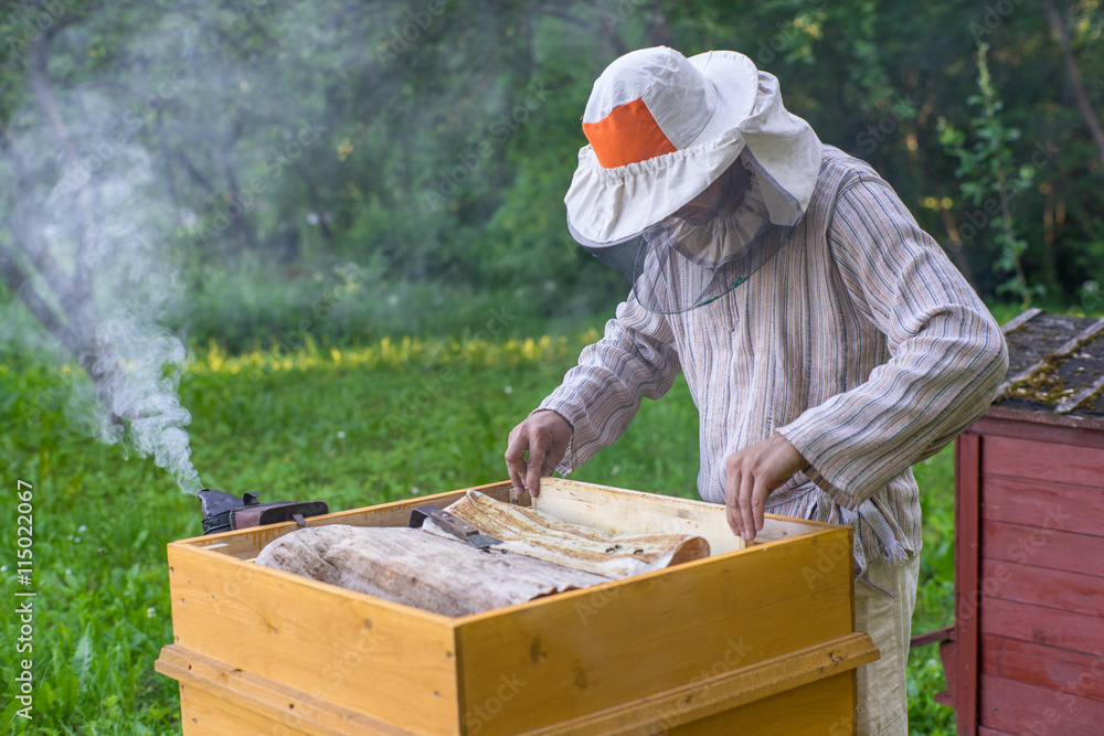 Beekeeper is working with bees and beehives on the apiary. Beekeeper is working with bees and beehives on the apiary.