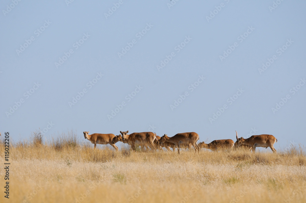 Wild Saiga antelopes in morning steppe