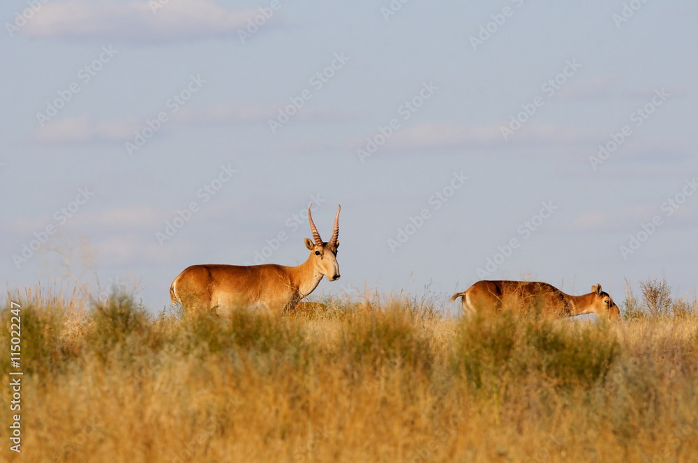 Fototapeta premium Wild Saiga antelopes pair in Kalmykia steppe
