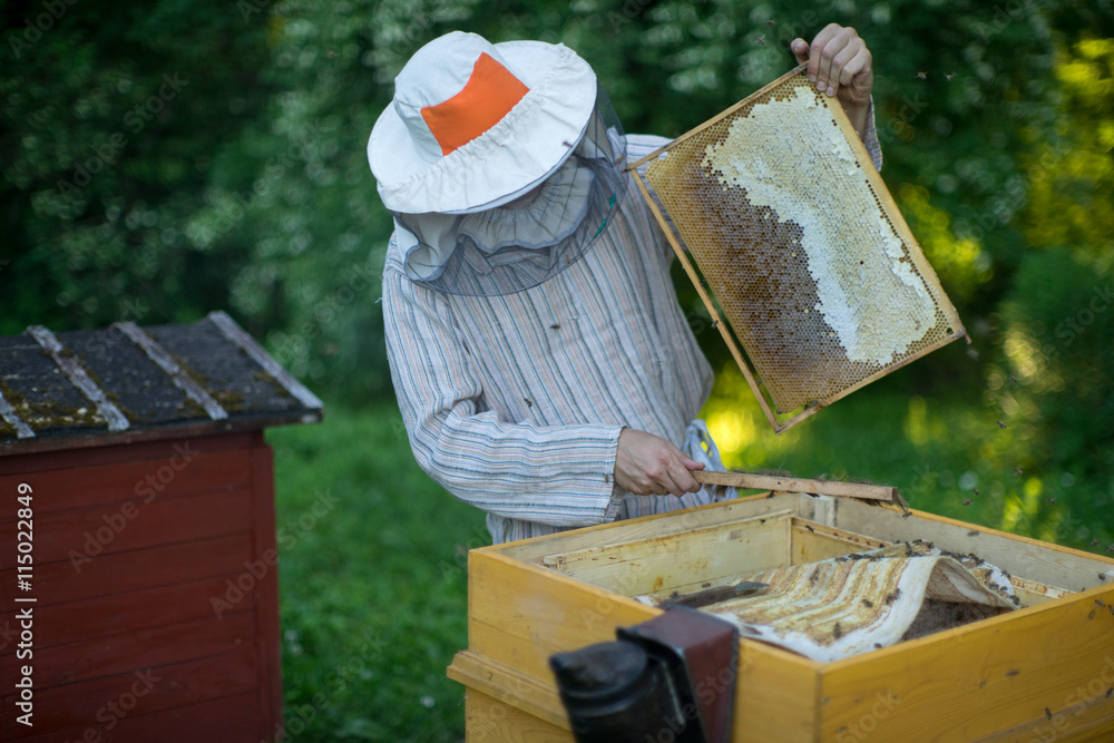 Beekeeper is working with bees and beehives on the apiary. Beekeeper is working with bees and beehives on the apiary.