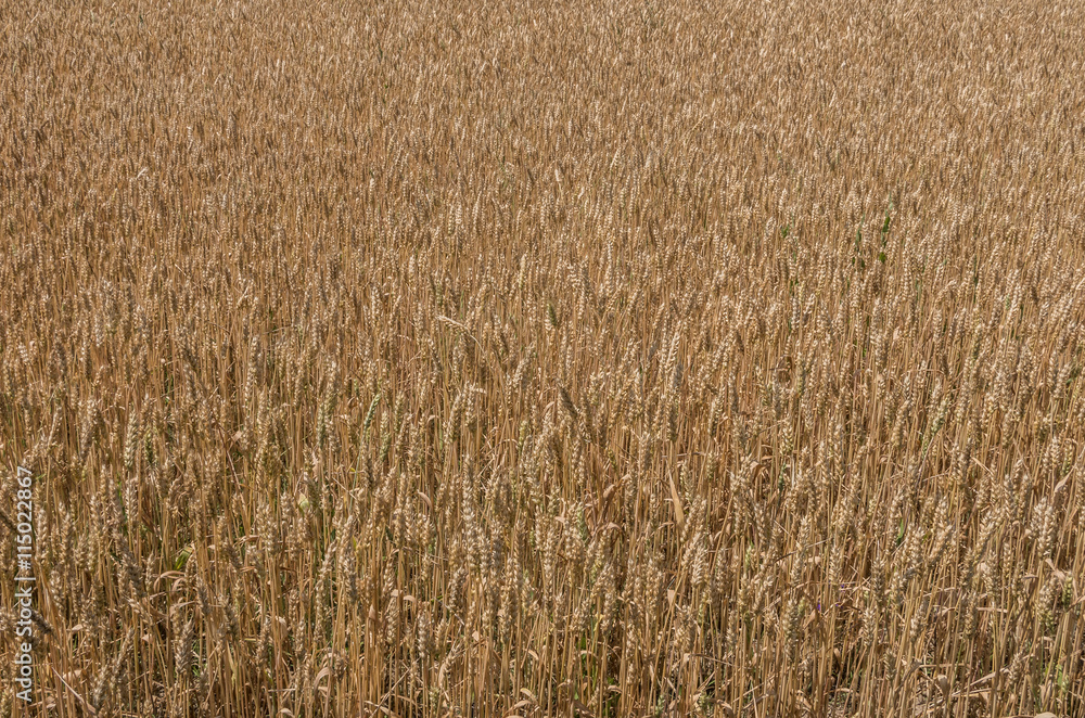 Ripe ears of wheat. The texture of a wheat field. Ripe ears of wheat. The texture of a wheat field.
