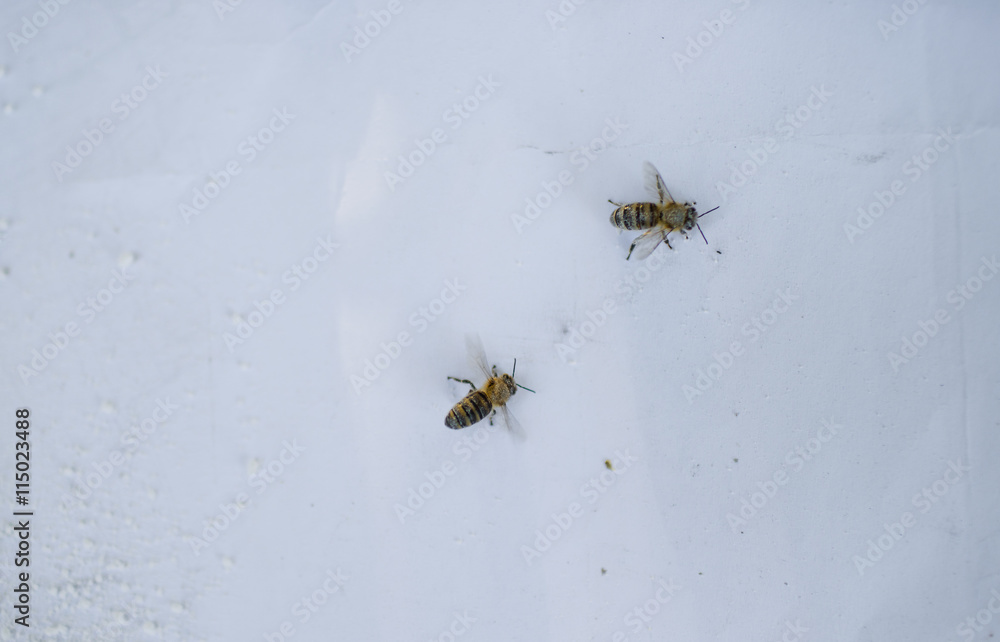 Beekeeper looks at bees. Prevention of bee mite. Beekeeper looks at bees. Prevention of bee mite.