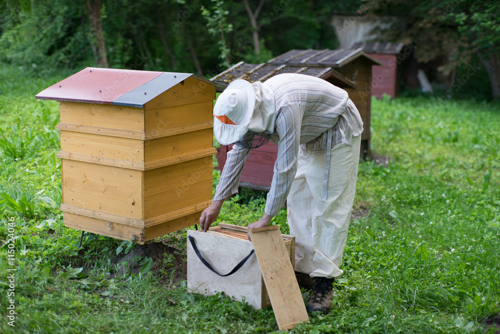 Beekeeper holding bees wax honeycomb. Work in the apiary. Beekeeper holding bees wax honeycomb. Work in the apiary.