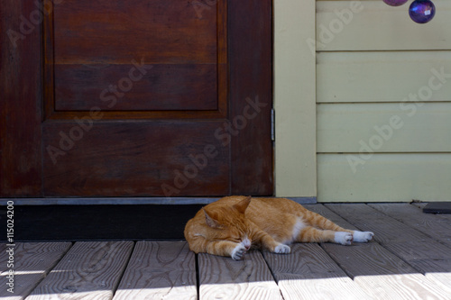 Orange cat sleeping on a porch