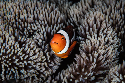 Clownfish and Anemone