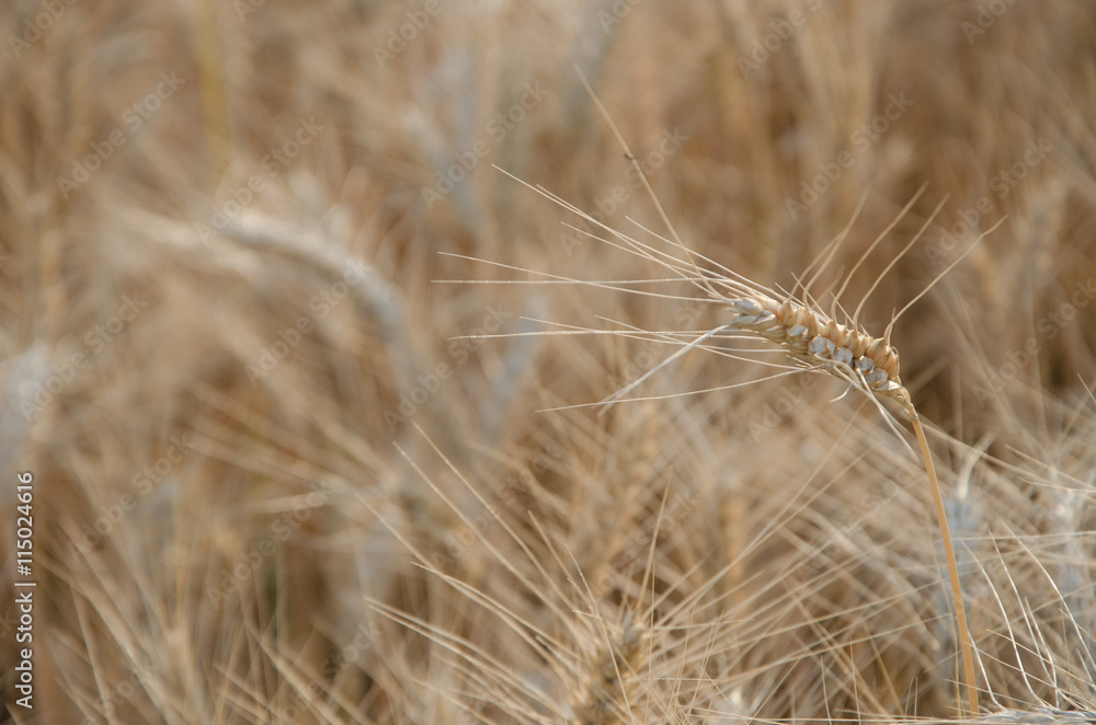 nice dry gold wheat stem close up. nice dry gold wheat stem close up.
